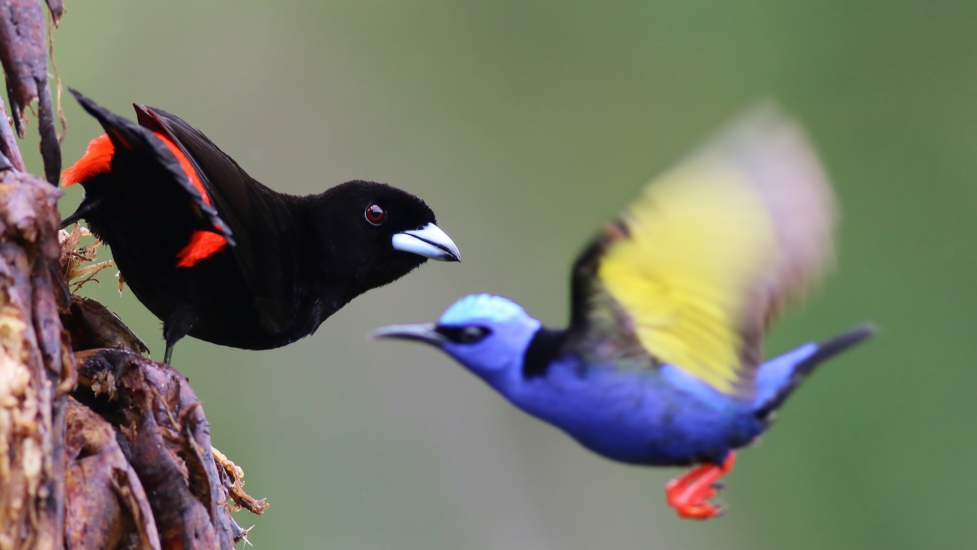 Scarlet-rumped Tanager